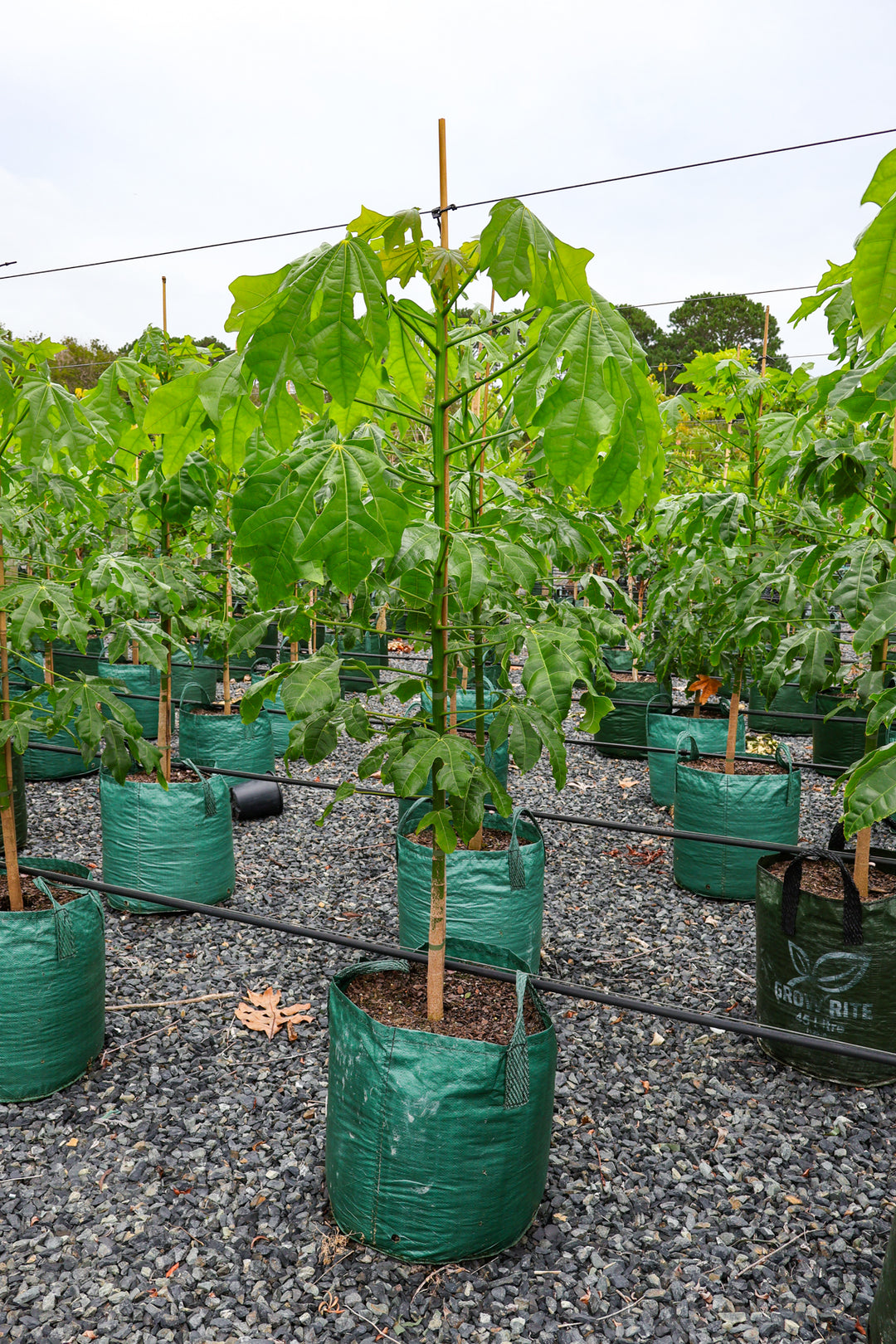 Brachychiton populneus x discolor 'Griffiths Pink' - Evergreen Trees Direct