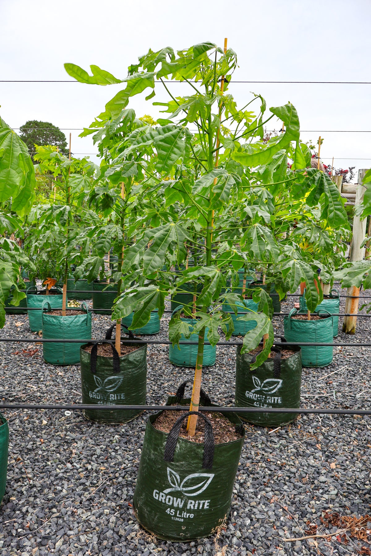 Brachychiton populneus x discolor 'Griffiths Pink' - Evergreen Trees Direct