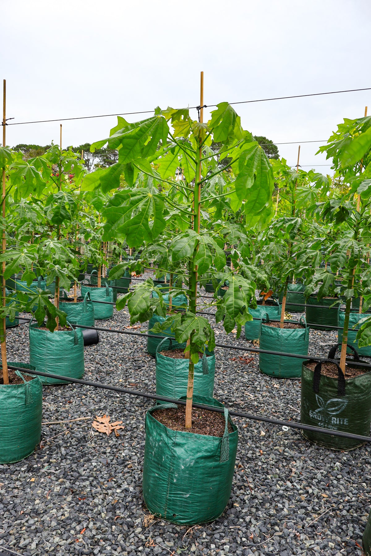 Brachychiton populneus x discolor 'Griffiths Pink' - Evergreen Trees Direct