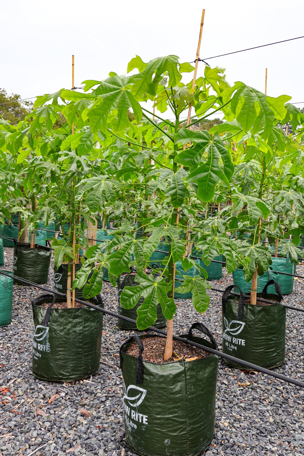 Brachychiton populneus x discolor 'Griffiths Pink' - Evergreen Trees Direct