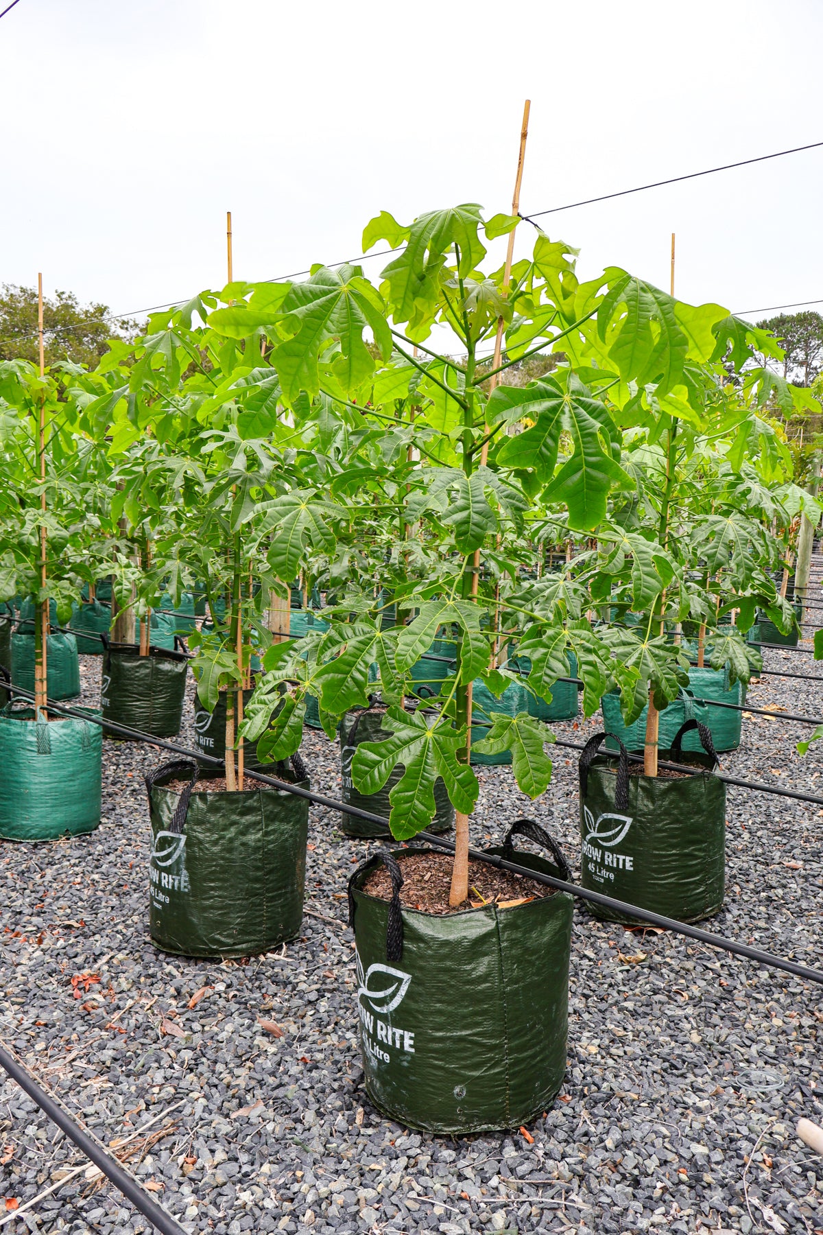 Brachychiton populneus x discolor 'Griffiths Pink' - Evergreen Trees Direct