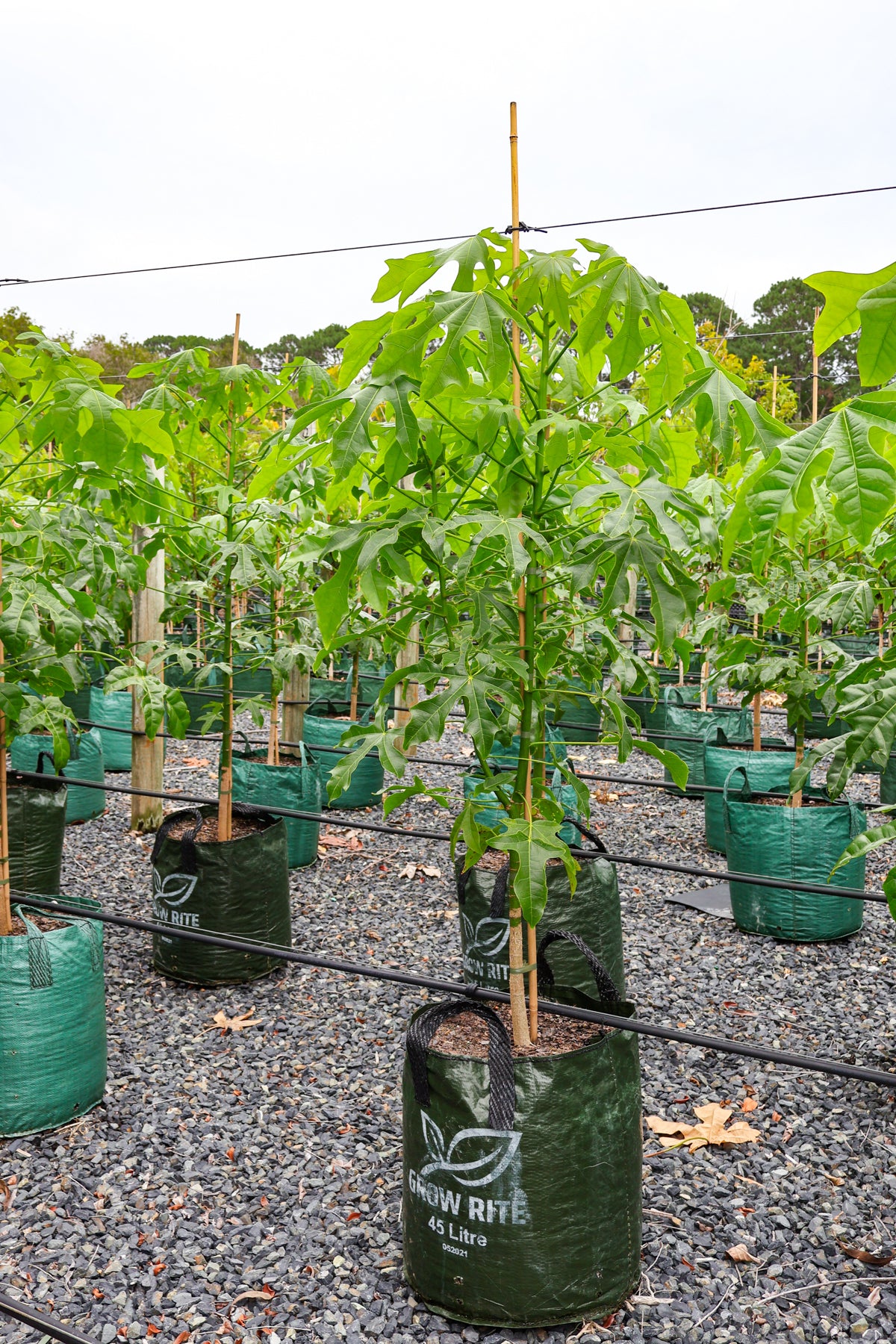 Brachychiton populneus x discolor 'Griffiths Pink' - Evergreen Trees Direct