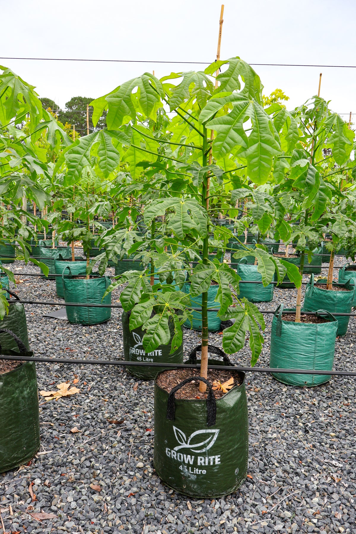 Brachychiton populneus x discolor 'Griffiths Pink' - Evergreen Trees Direct