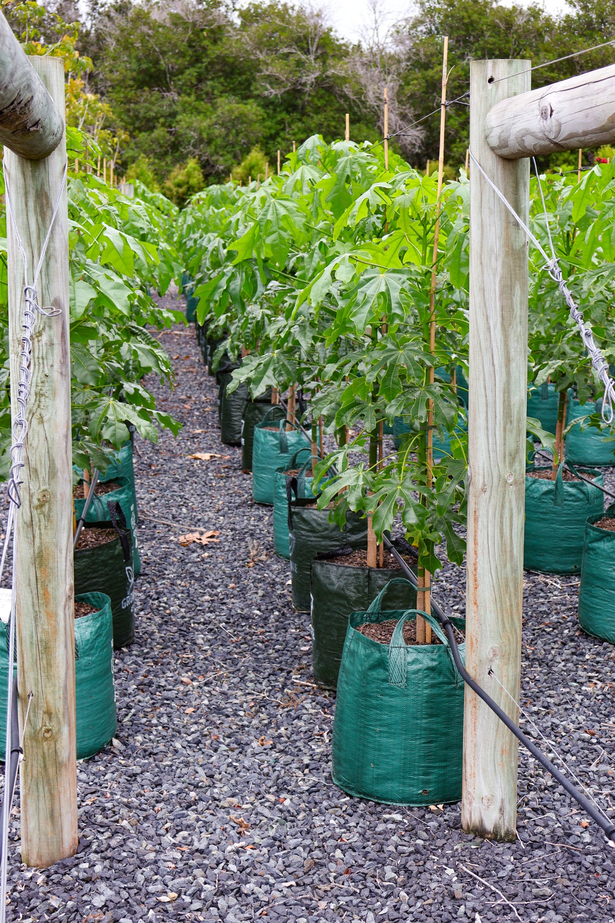 Brachychiton populneus x discolor 'Griffiths Pink' - Evergreen Trees Direct