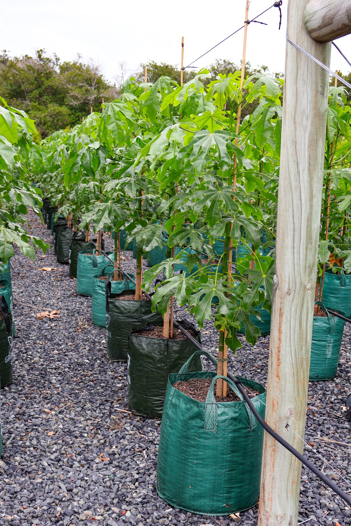Brachychiton populneus x discolor 'Griffiths Pink' - Evergreen Trees Direct