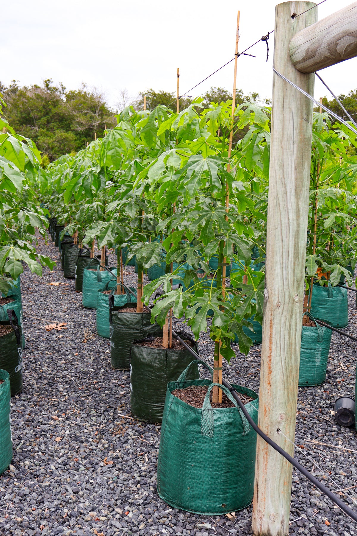 Brachychiton populneus x discolor 'Griffiths Pink' - Evergreen Trees Direct