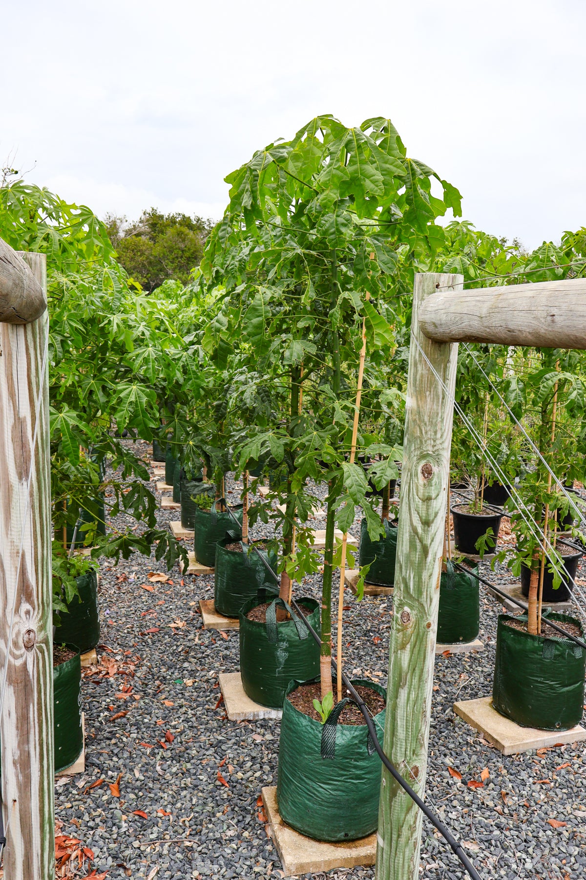 Brachychiton populneus x discolor 'Griffiths Pink' - Evergreen Trees Direct