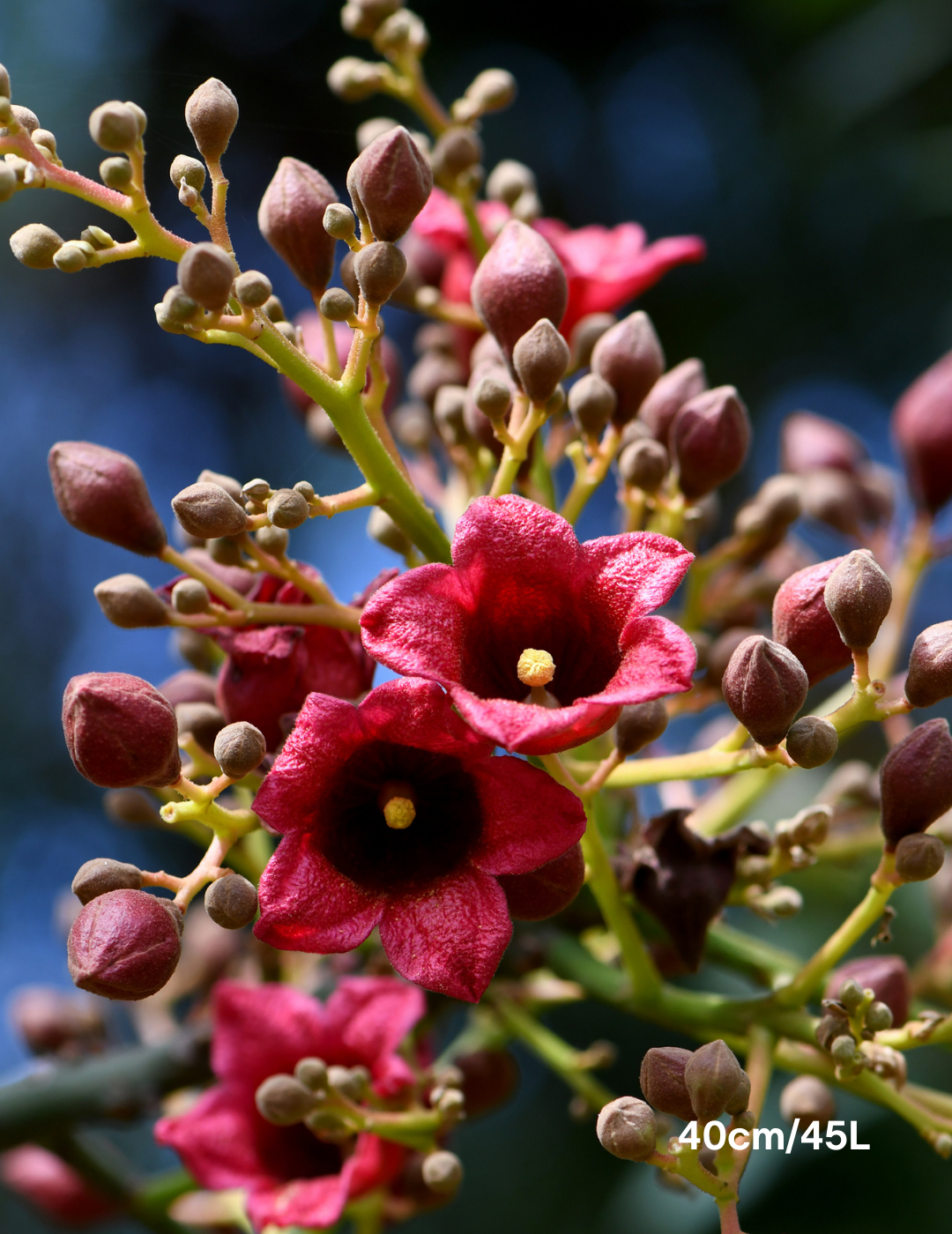 Brachychiton populneus - Bottle Tree - Evergreen Trees Direct