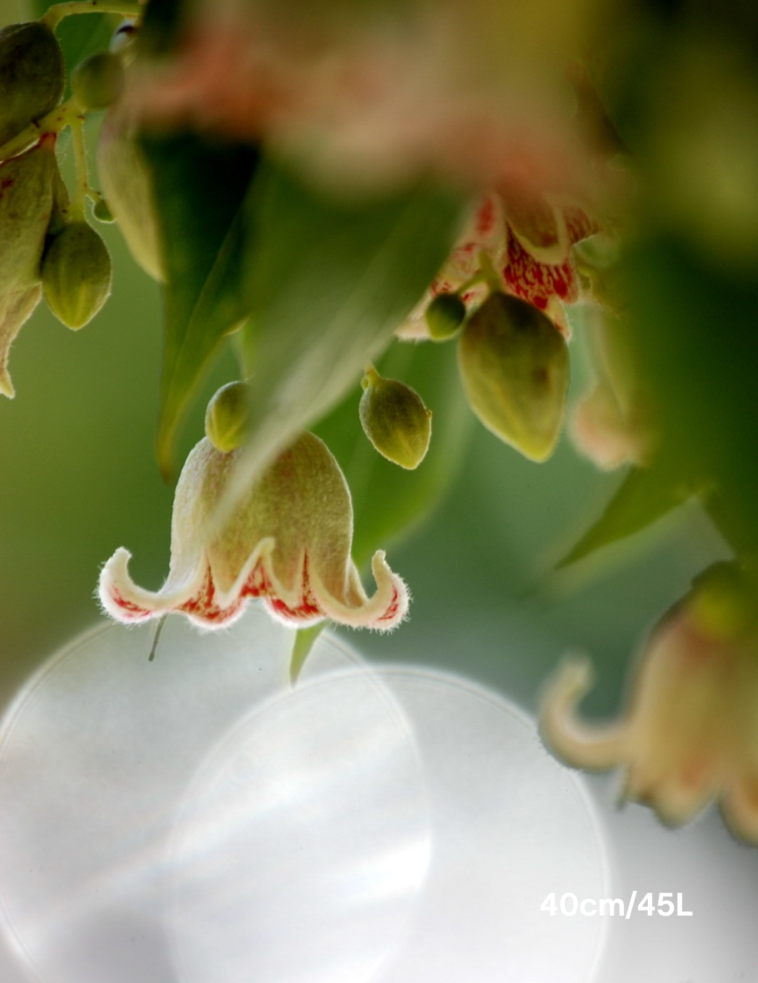 Brachychiton populneus - Bottle Tree - Evergreen Trees Direct