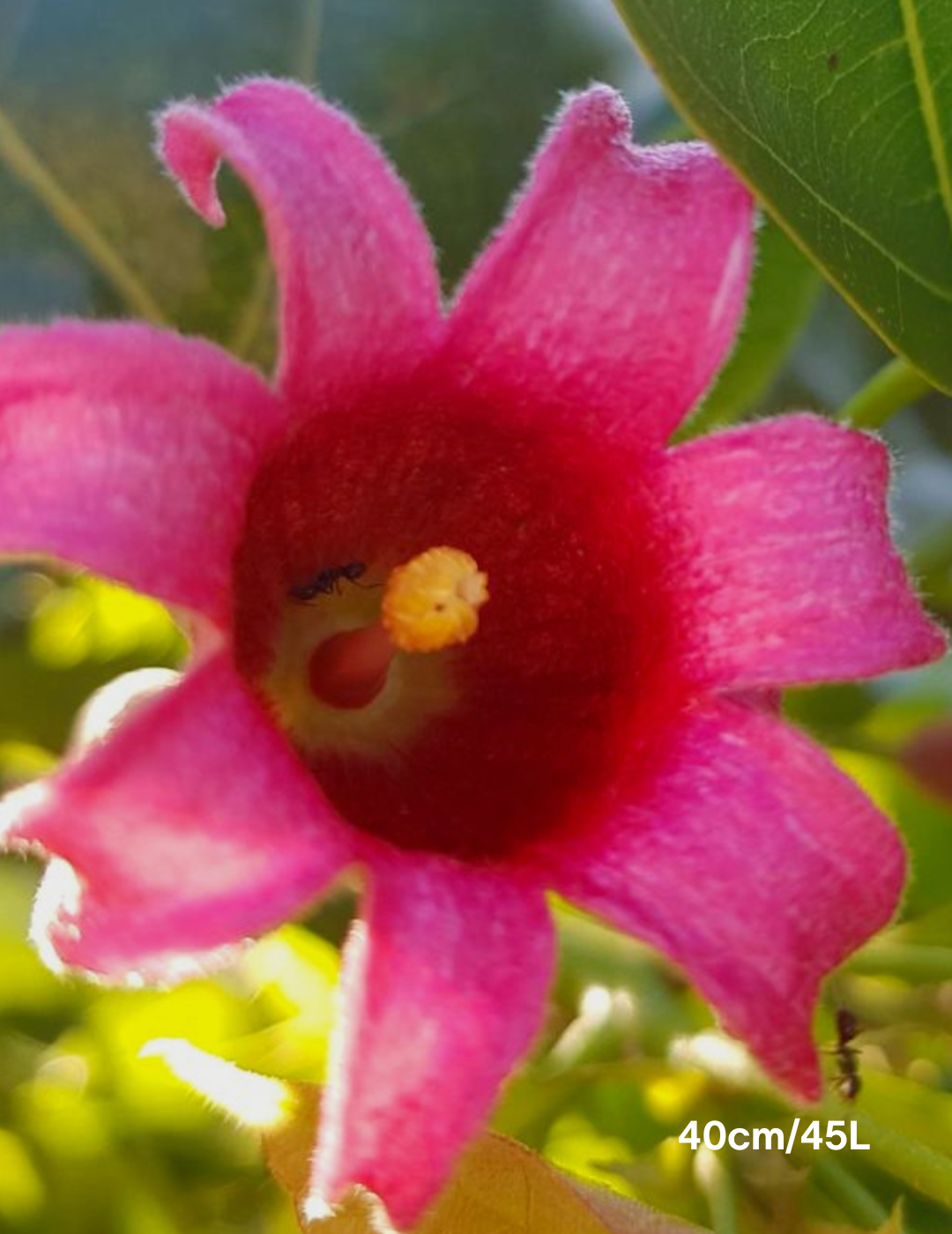 Brachychiton populneus x discolor 'Griffiths Pink' - Evergreen Trees Direct