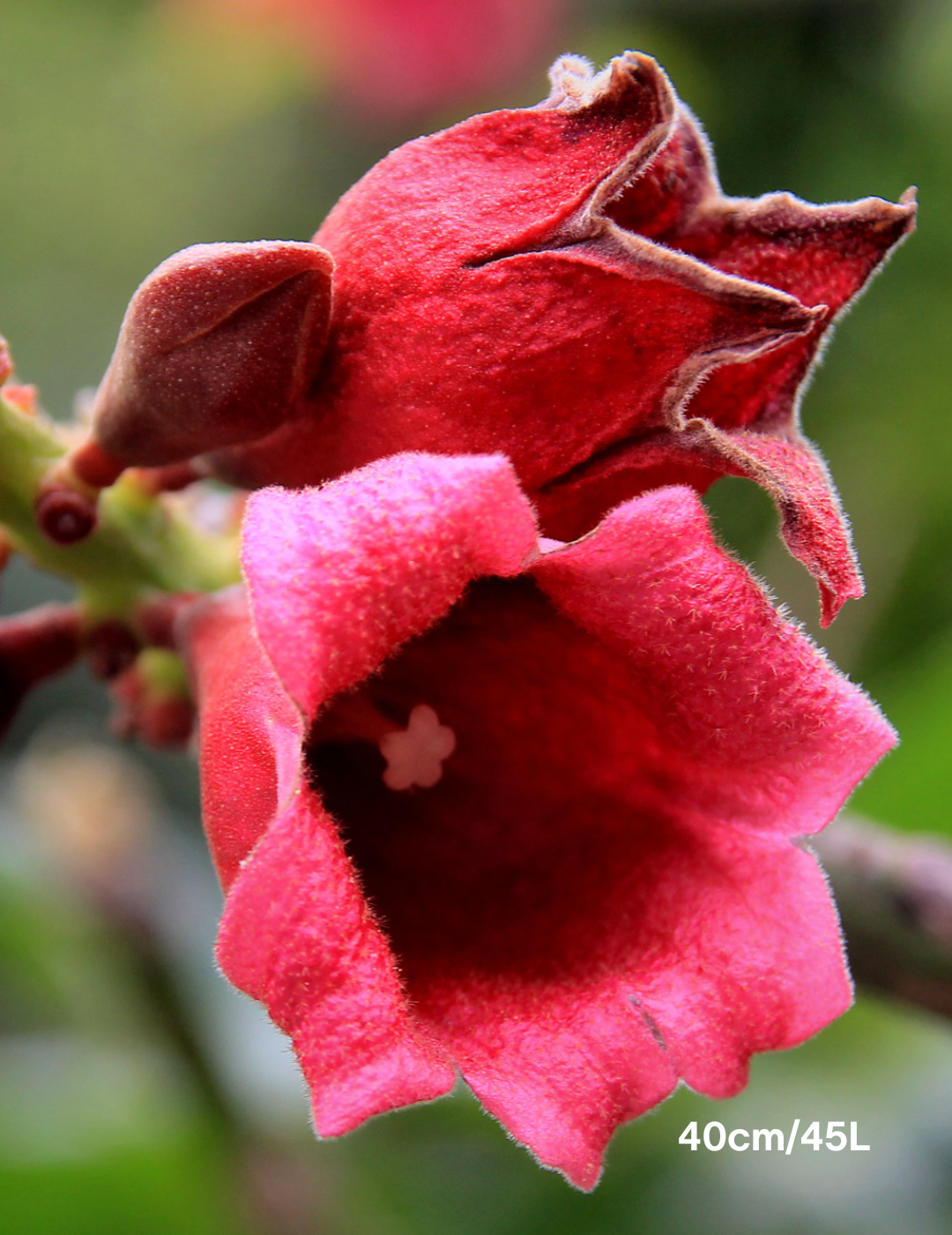 Brachychiton populneus x discolor 'Griffiths Pink' - Evergreen Trees Direct