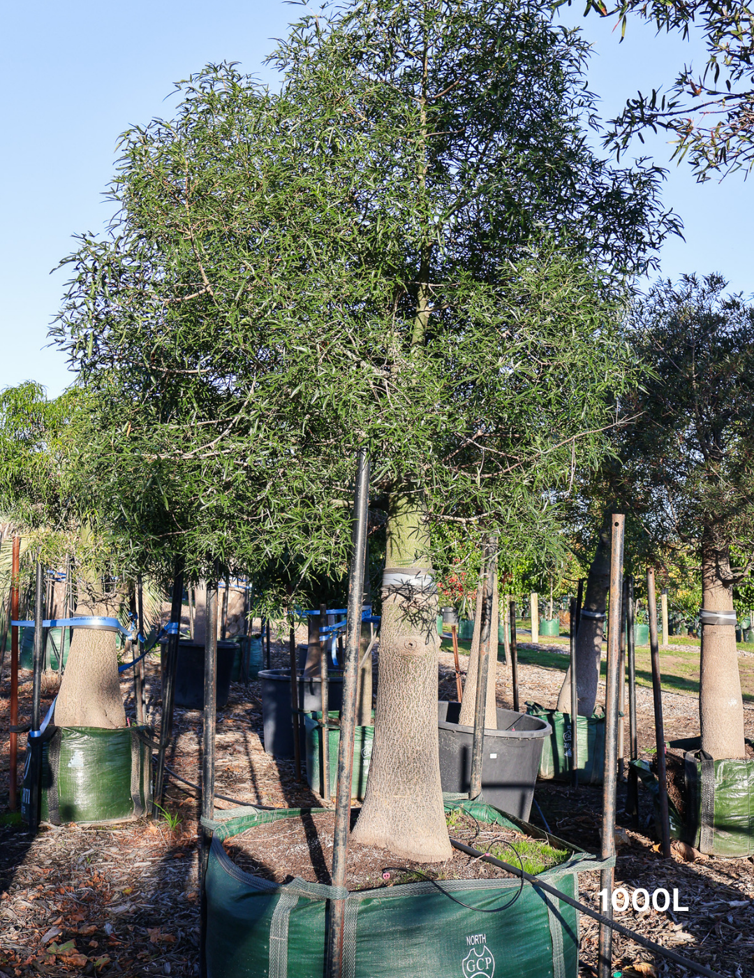 Brachychiton rupestris - Bottle Tree - Evergreen Trees Direct