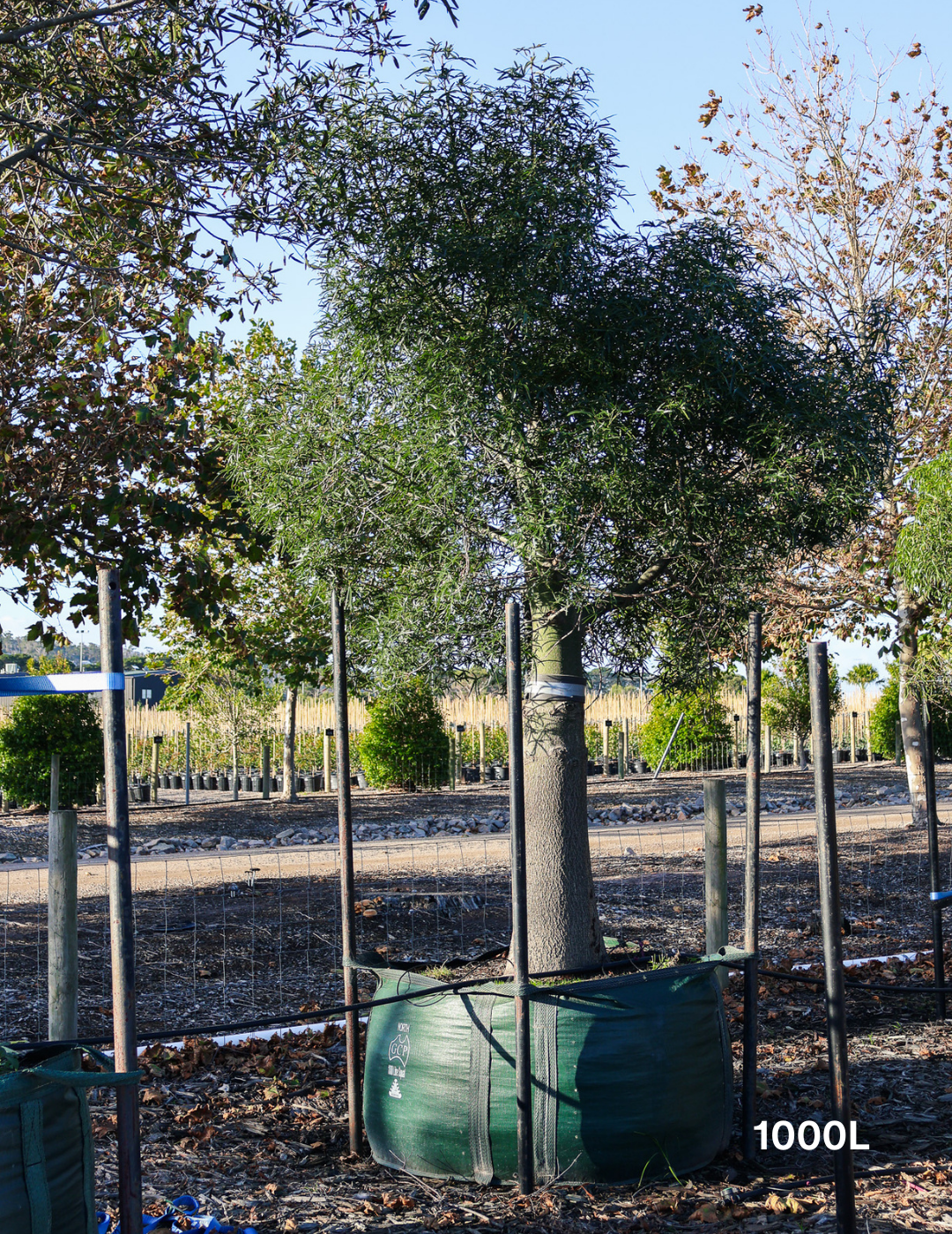 Brachychiton rupestris - Bottle Tree - Evergreen Trees Direct