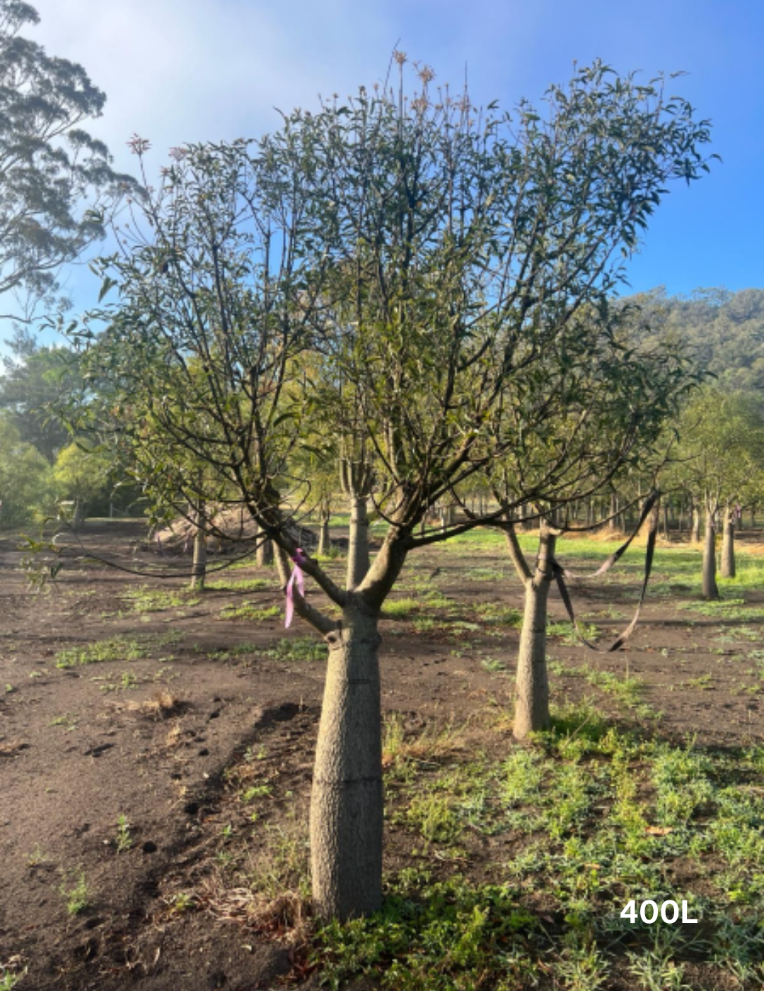 Brachychiton rupestris - Bottle Tree - Evergreen Trees Direct