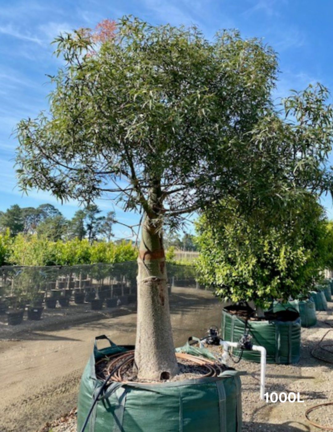 Brachychiton rupestris - Bottle Tree - Evergreen Trees Direct