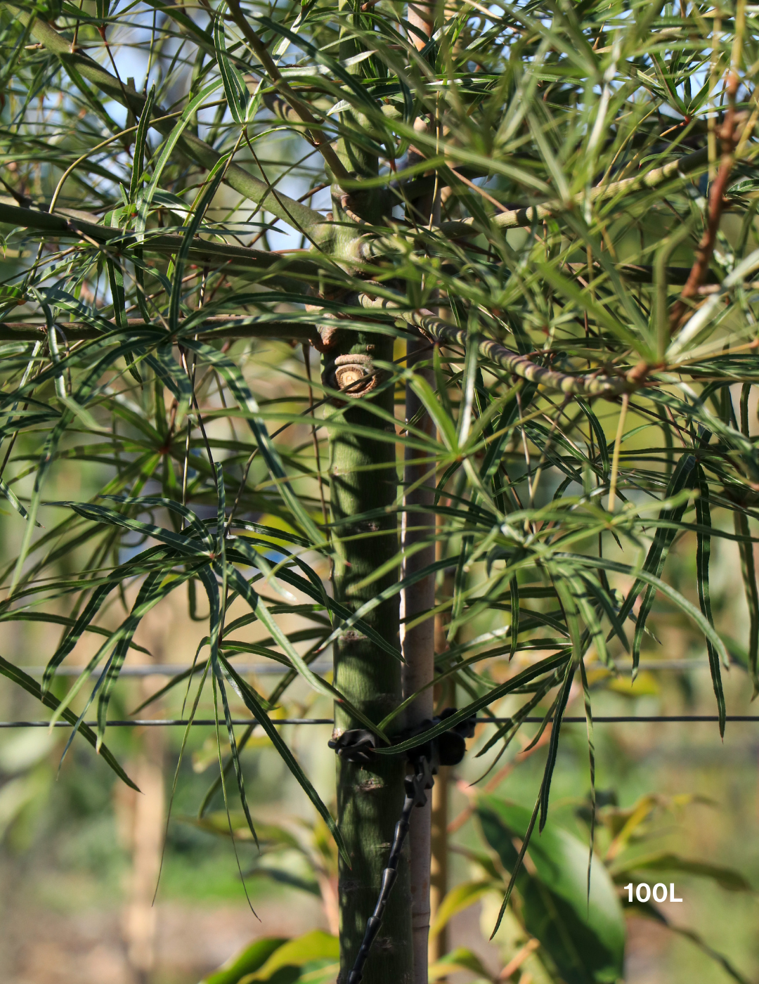 Brachychiton rupestris - Bottle Tree - Evergreen Trees Direct