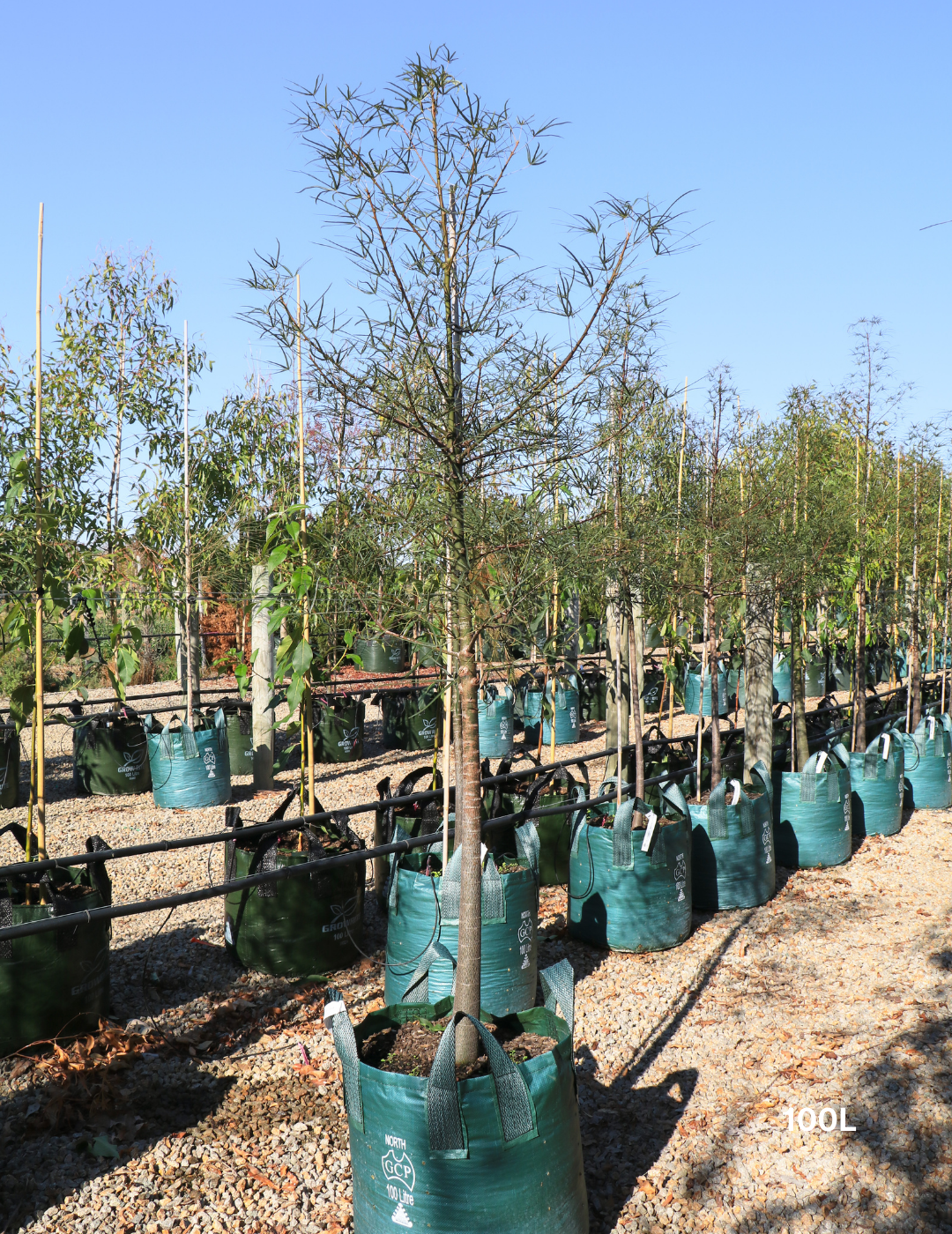 Brachychiton rupestris - Bottle Tree - Evergreen Trees Direct