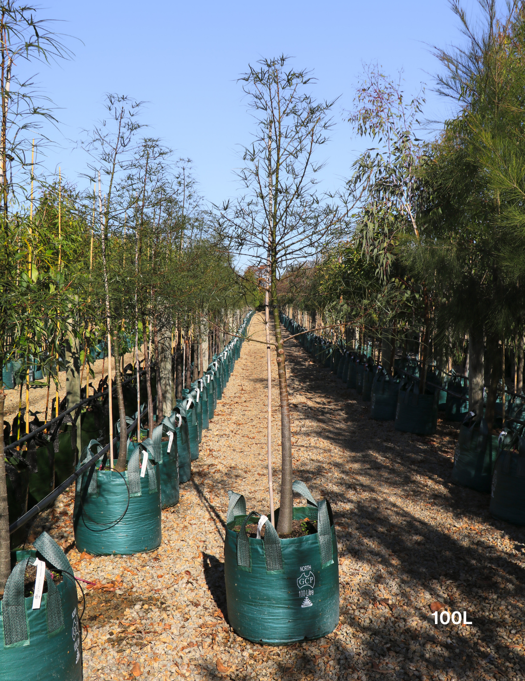 Brachychiton rupestris - Bottle Tree - Evergreen Trees Direct