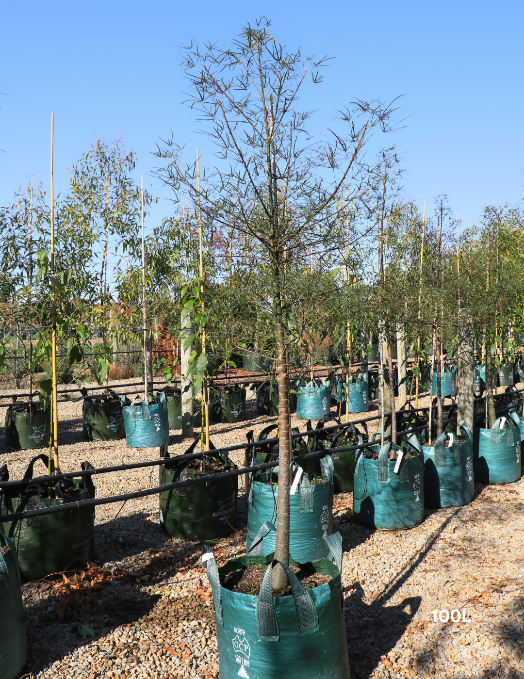 Brachychiton rupestris - Bottle Tree - Evergreen Trees Direct