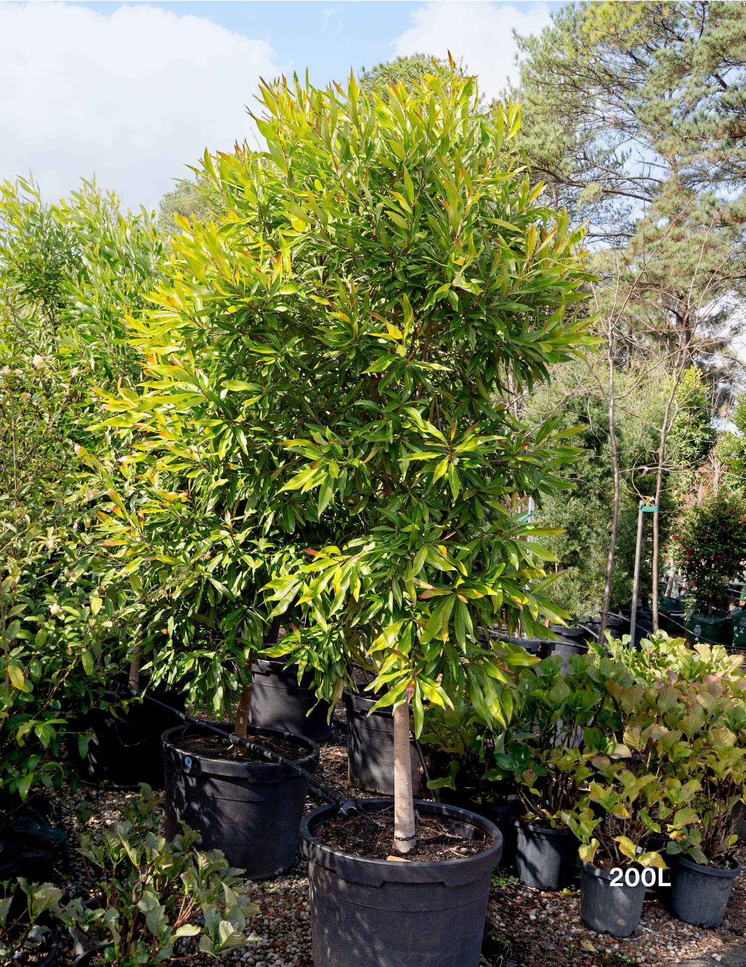 Buckinghamia celsissima Ivory Curl Tree