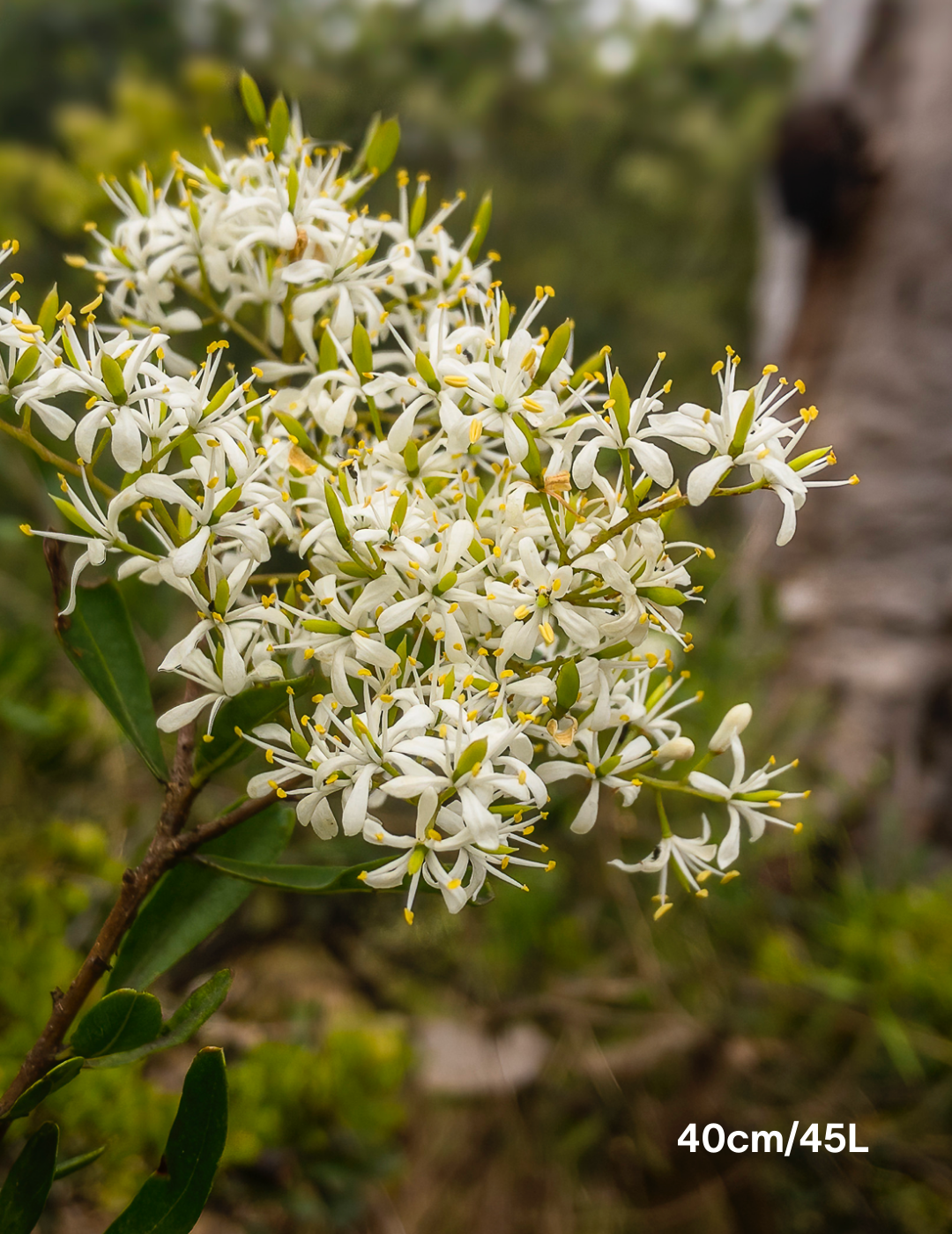 Bursaria spinosa - Evergreen Trees Direct