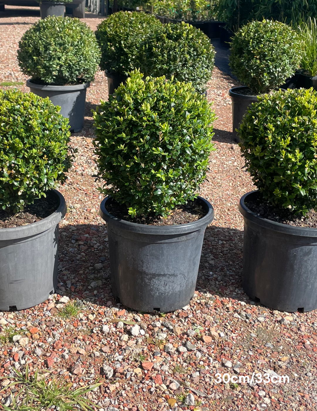 Buxus sempervirens English Box Topiary Balls - Evergreen Trees Direct