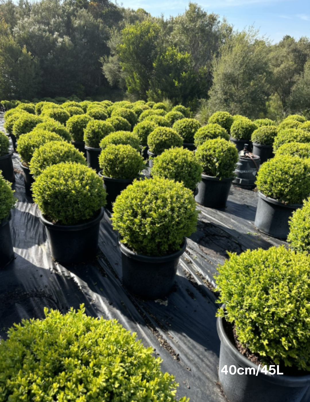 Buxus sempervirens English Box Topiary Balls - Evergreen Trees Direct