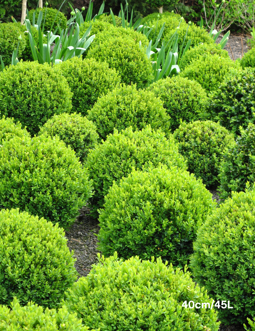 Buxus sempervirens English Box Topiary Balls - Evergreen Trees Direct