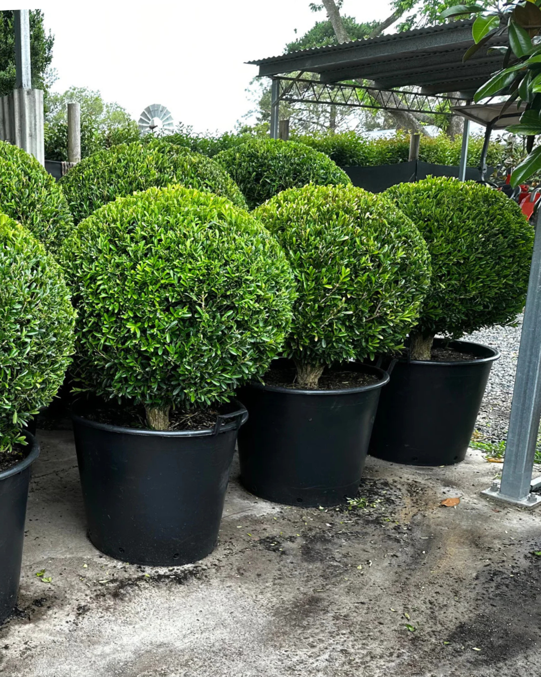 Buxus bodinieri Shaggy Box Topiary Balls