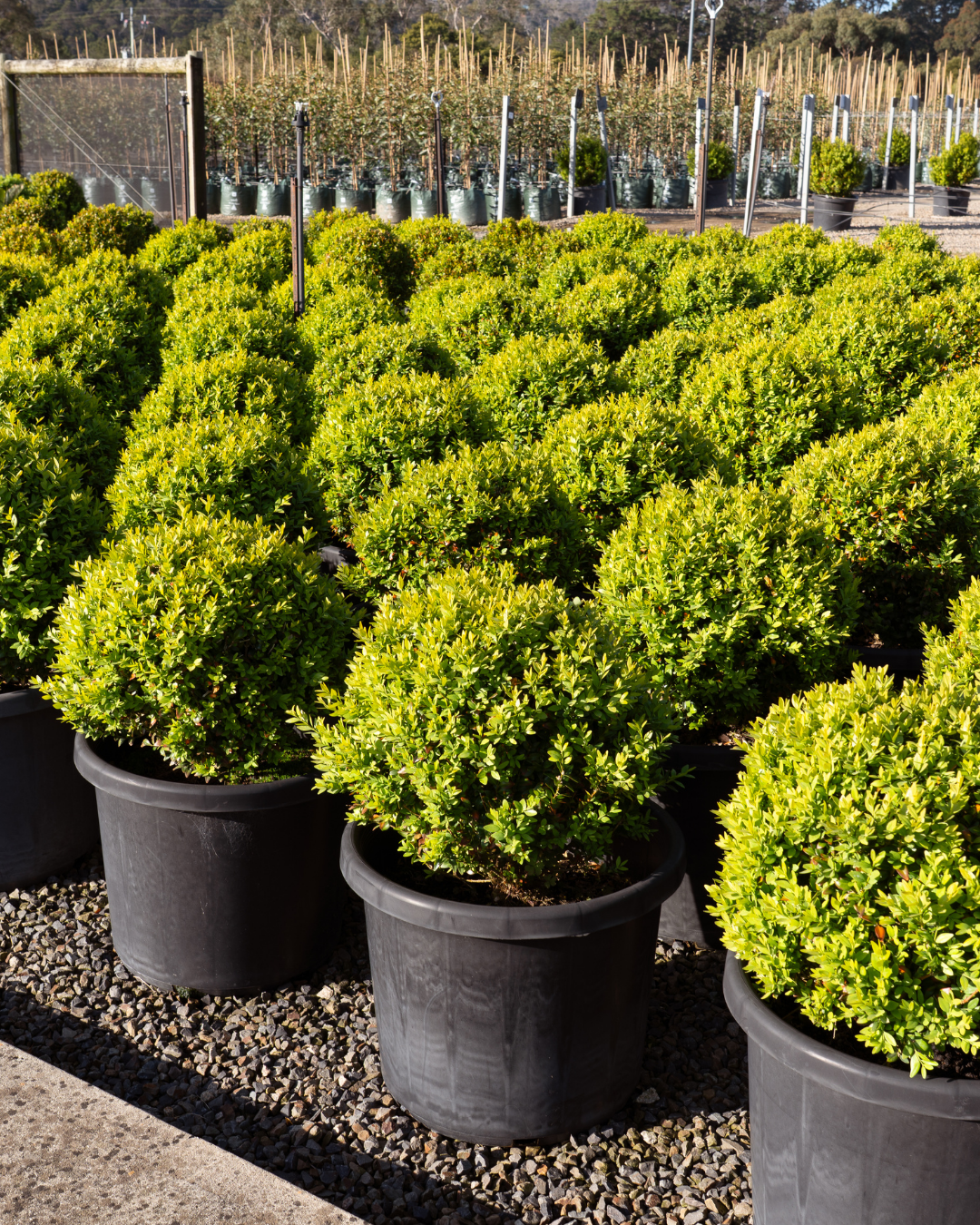 Buxus sempervirens English Box Topiary Balls