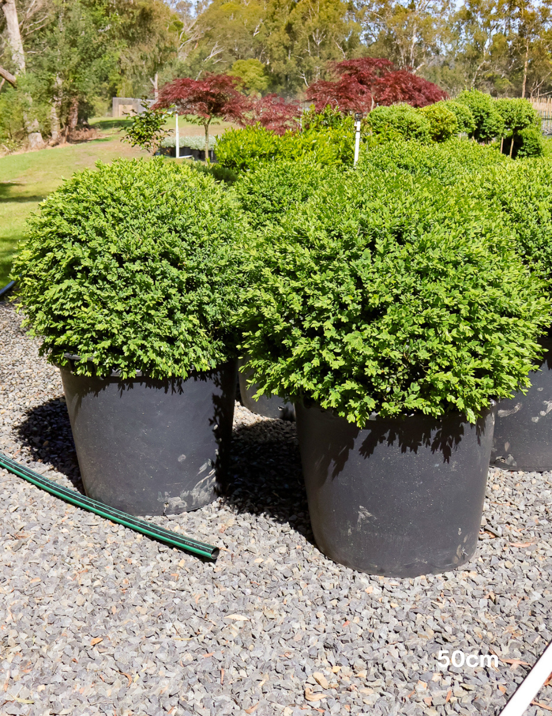 Buxus sempervirens English Box Topiary Balls - Evergreen Trees Direct