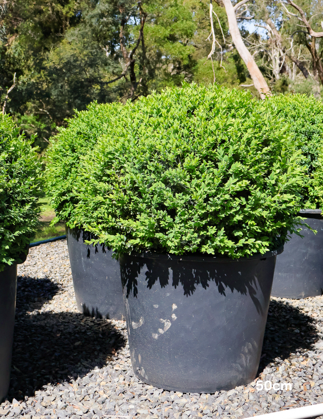 Buxus sempervirens English Box Topiary Balls - Evergreen Trees Direct
