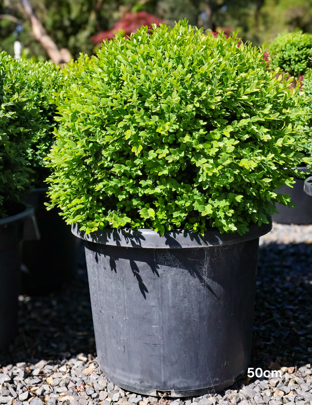 Buxus sempervirens English Box Topiary Balls - Evergreen Trees Direct
