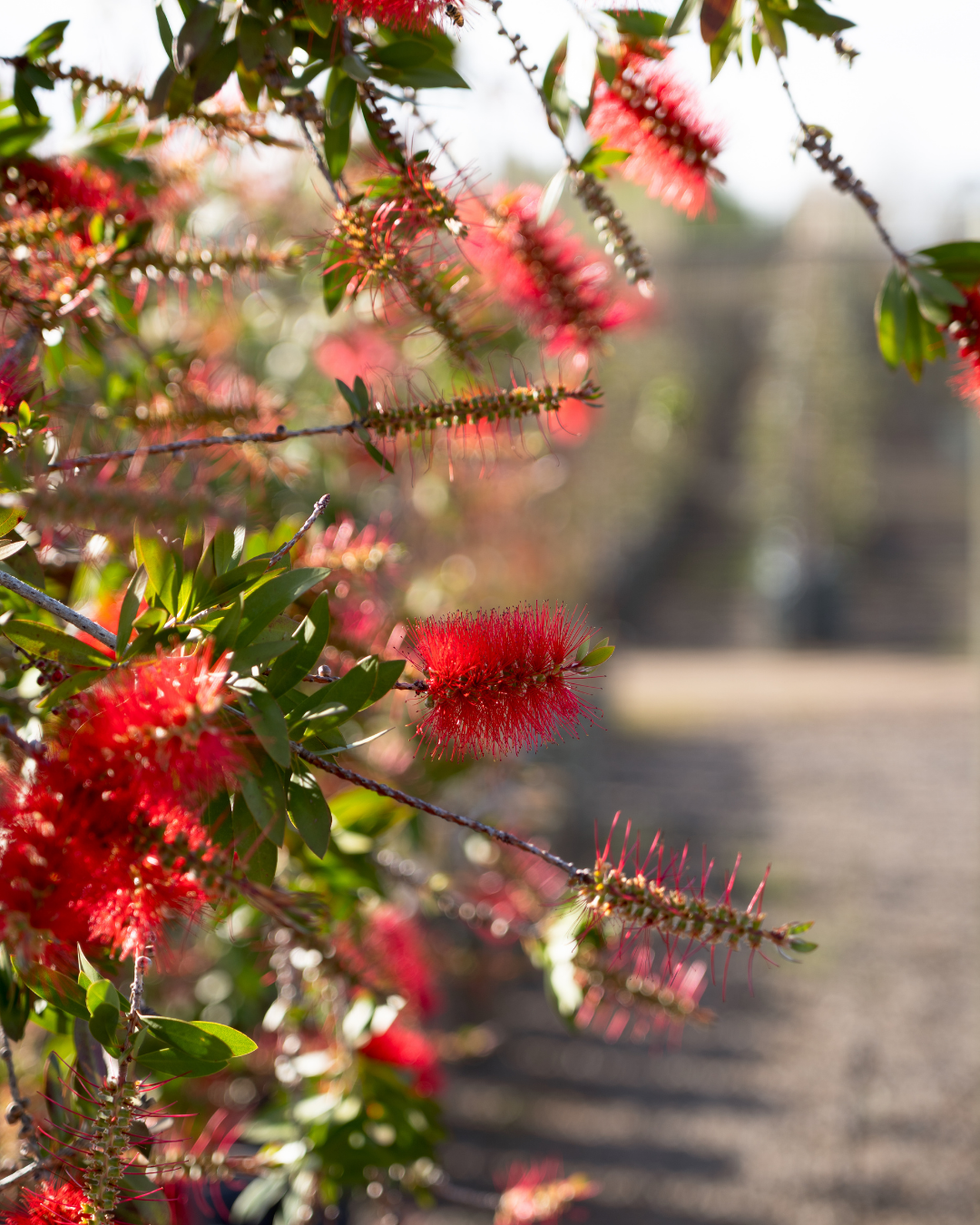 Callistemon citrinus 'Endeavour'