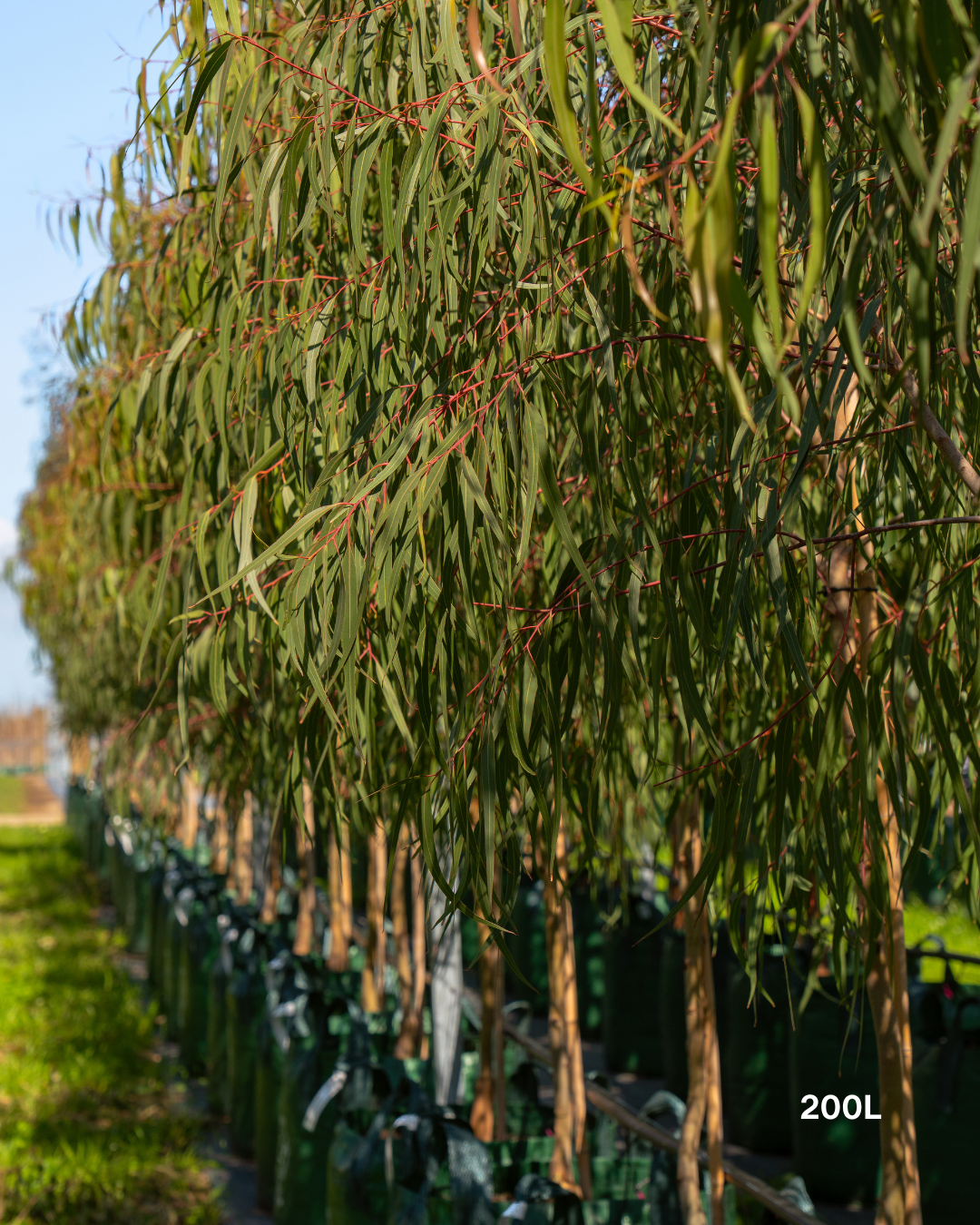 Corymbia citriodora 'Scentuous' Dwarf Lemon Scented Gum