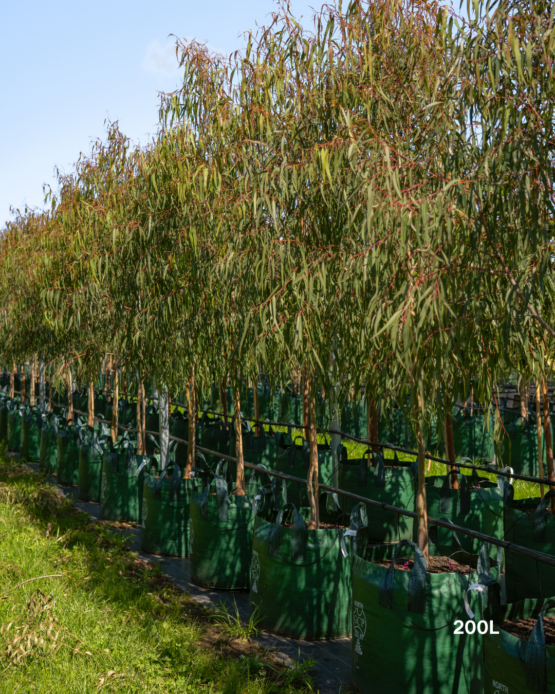 Corymbia citriodora 'Scentuous' Dwarf Lemon Scented Gum