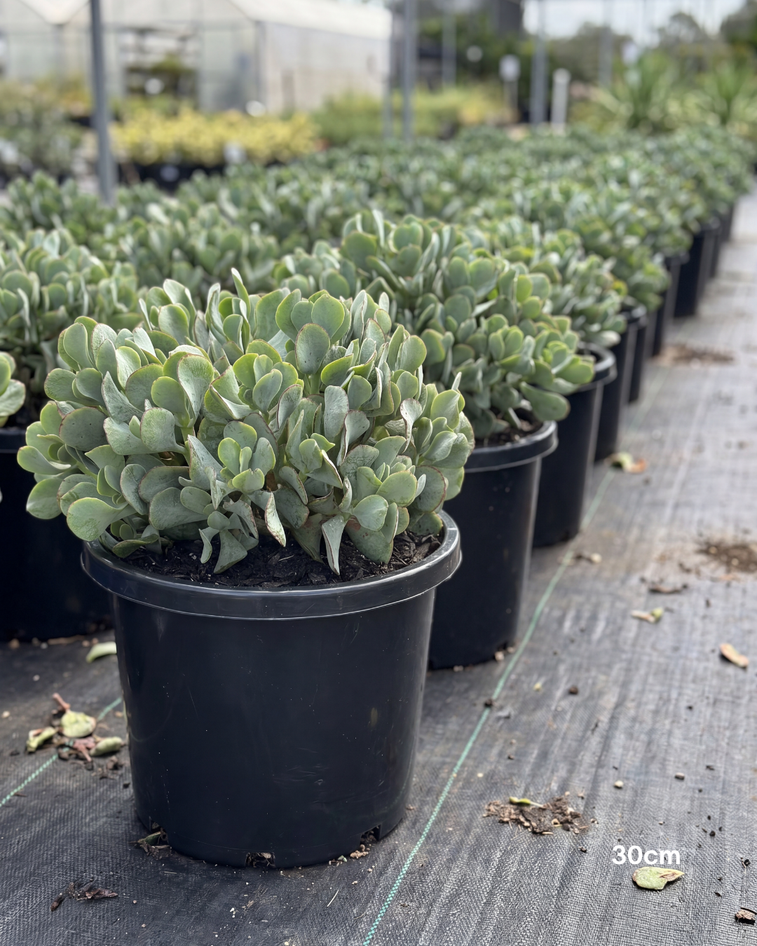 Crassula ‘Blue Bird’ – Blue Bird Jade Plant