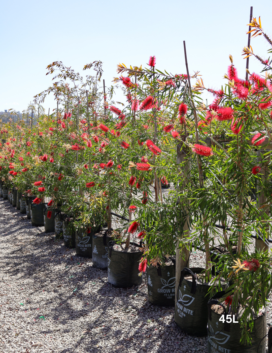 Callistemon citrinus 'Harkness' - Evergreen Trees Direct