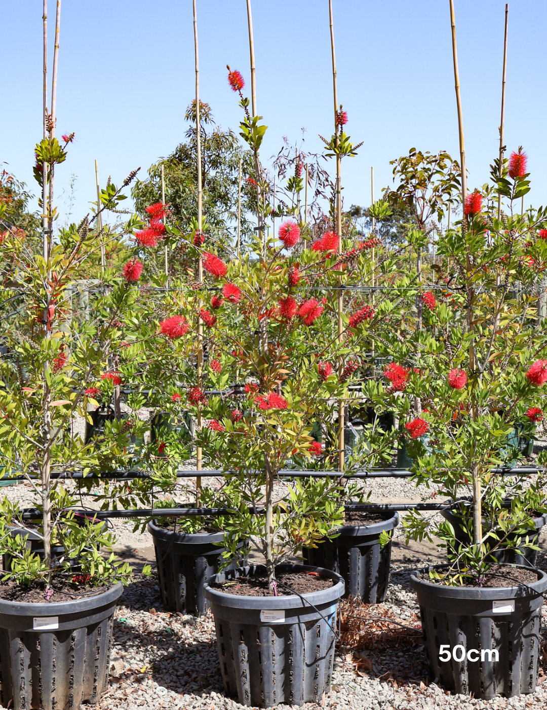 Callistemon 'Endeavour' - Evergreen Trees Direct