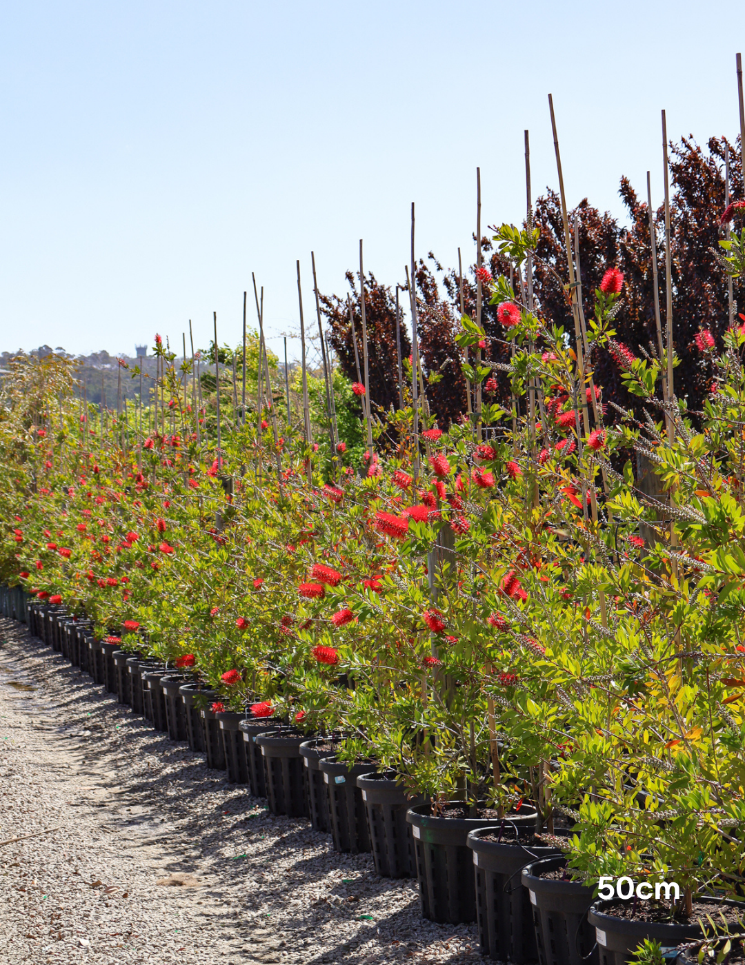 Callistemon 'Endeavour' - Evergreen Trees Direct