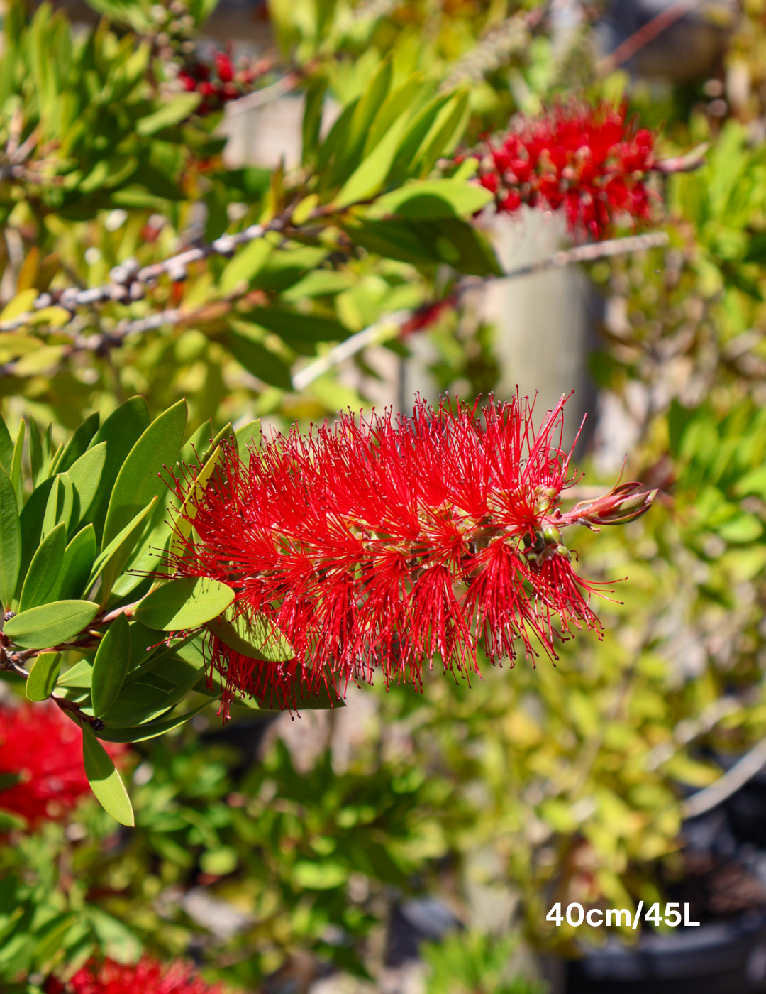 Callistemon 'Endeavour' - Evergreen Trees Direct