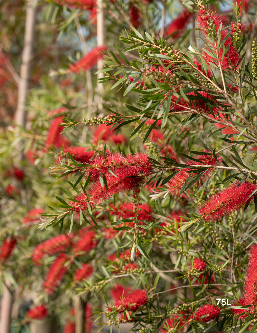 Callistemon citrinus x viminalis 'KPS' - Bottle Brush - Evergreen Trees Direct
