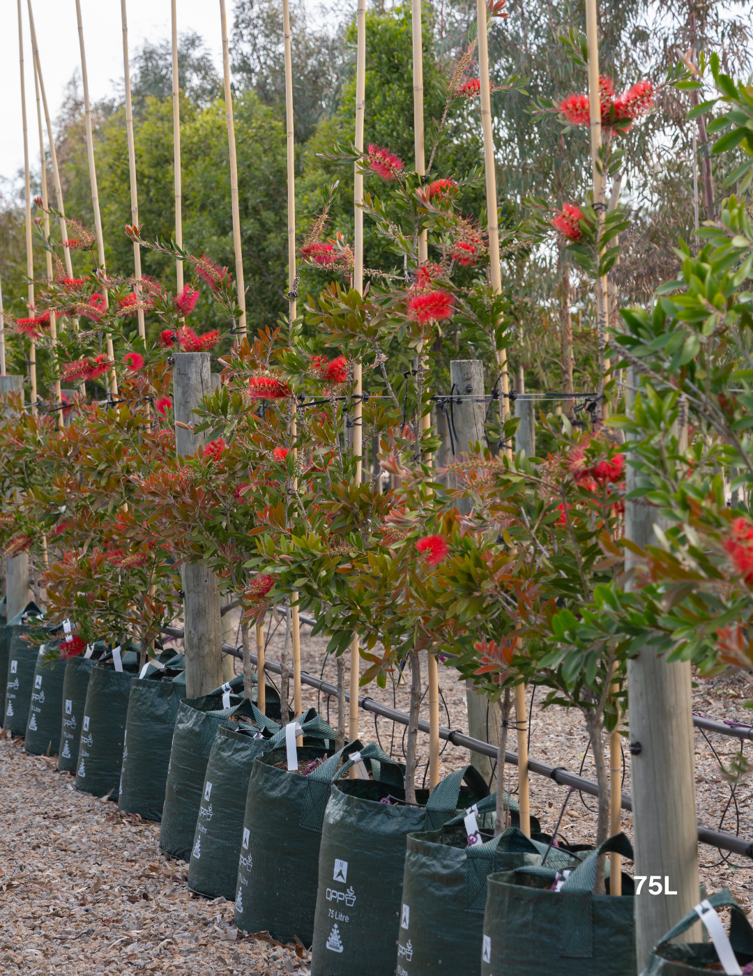 Callistemon citrinus x viminalis 'KPS' - Bottle Brush - Evergreen Trees Direct