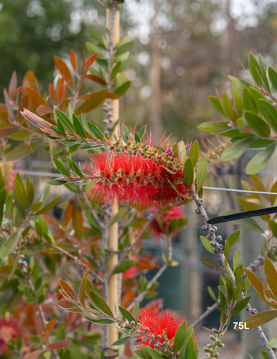 Callistemon citrinus x viminalis 'KPS' - Bottle Brush