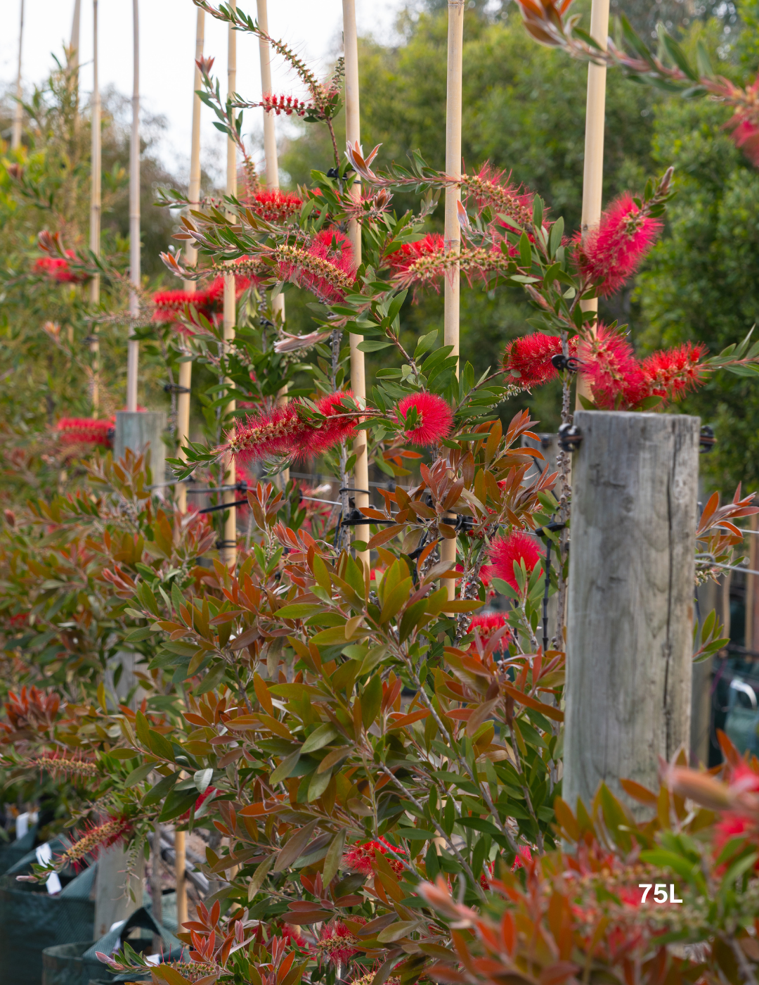 Callistemon citrinus x viminalis 'KPS' - Bottle Brush - Evergreen Trees Direct
