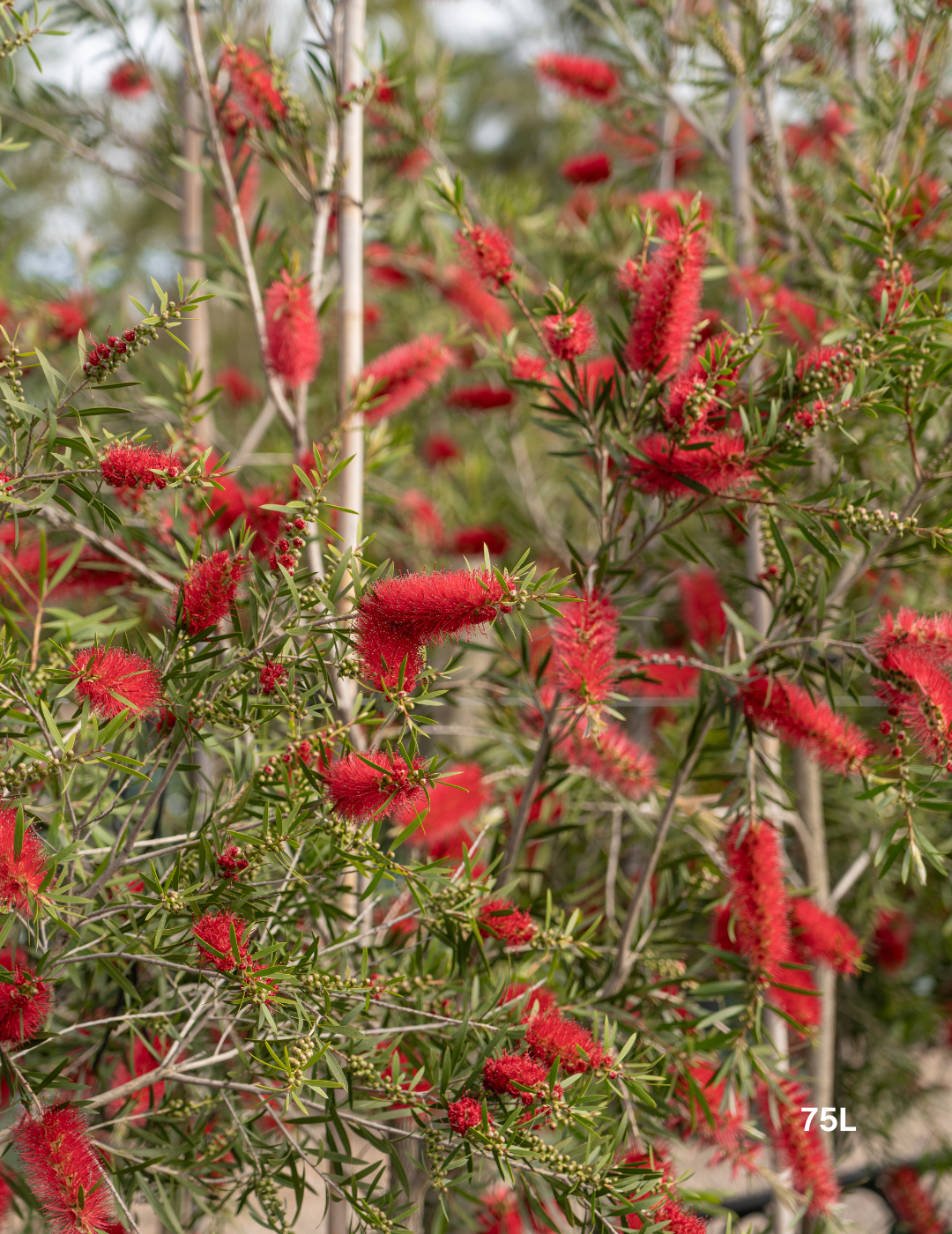 Callistemon citrinus x viminalis 'KPS' - Bottle Brush - Evergreen Trees Direct