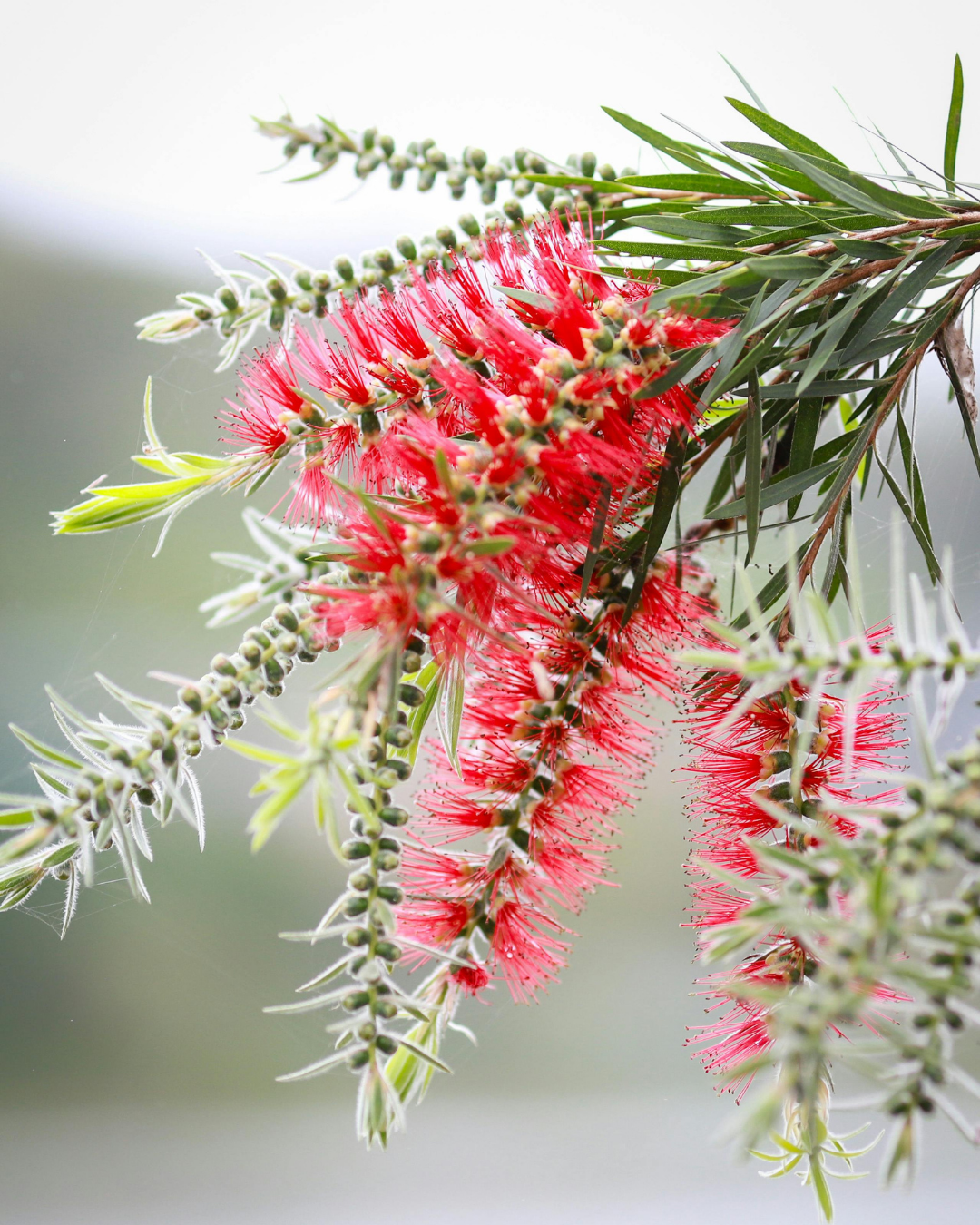 Callistemon Viminalis 'Slim'