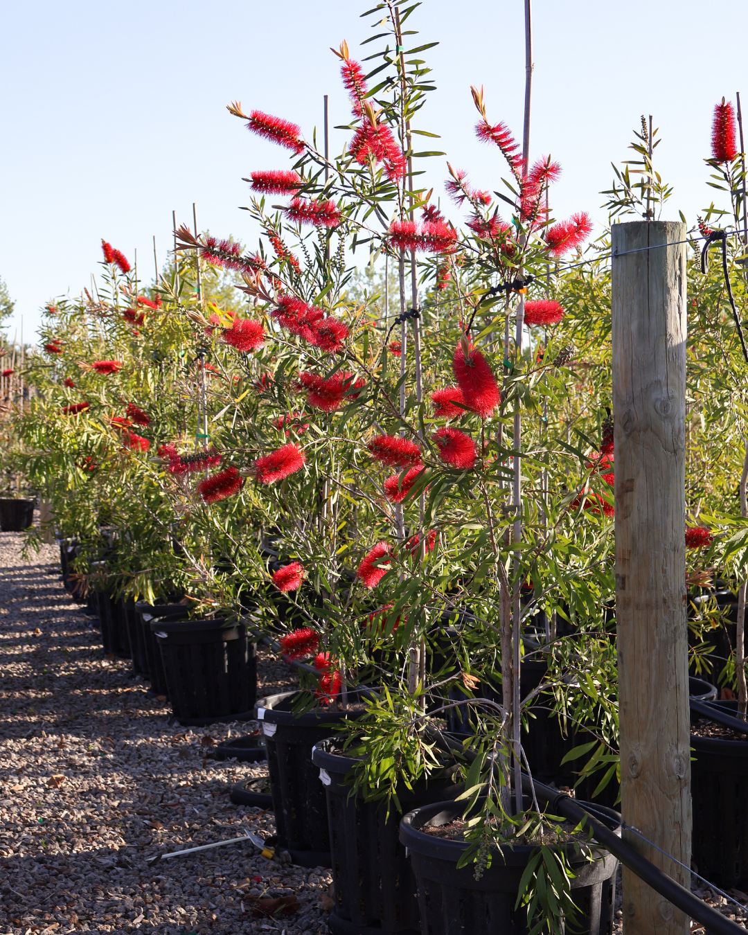 Callistemon citrinus 'Harkness' – Harkness Bottlebrush