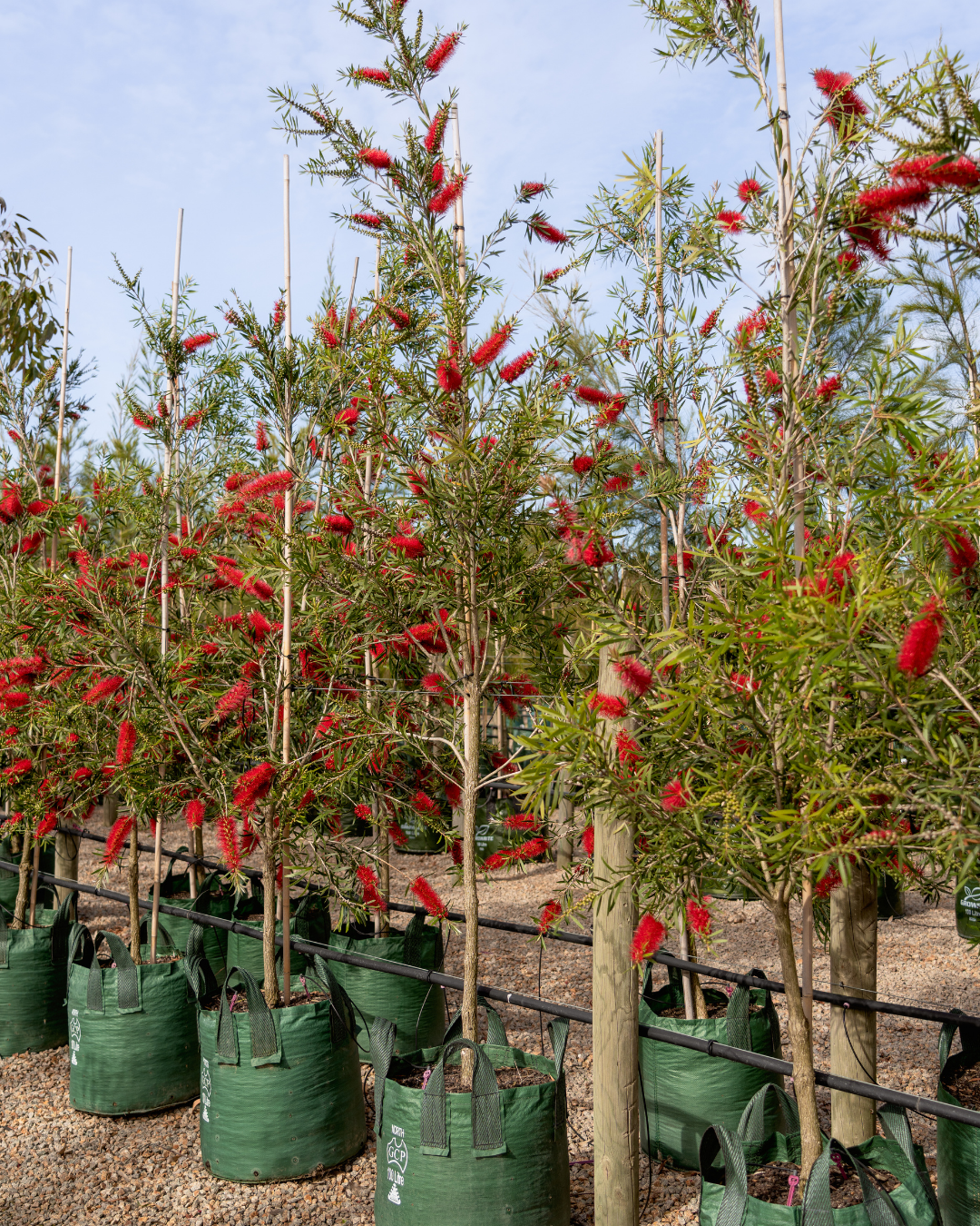 Callistemon citrinus x viminalis 'KPS' - Bottle Brush