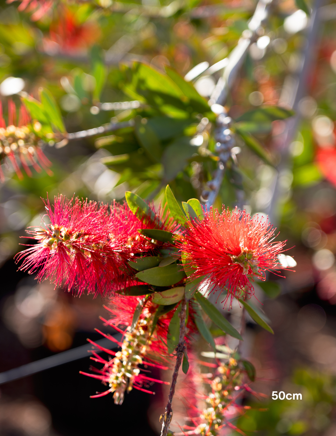 Callistemon citrinus 'Endeavour'